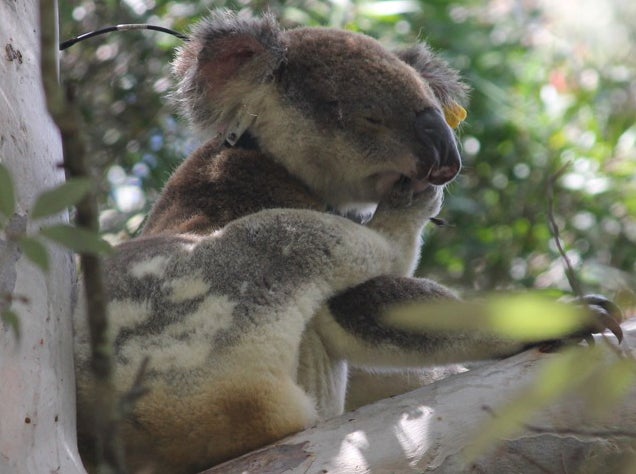 koala in tree