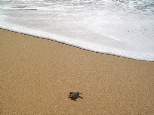 Loggerhead hatchling makes its way to the ocean - on its own without parental care.