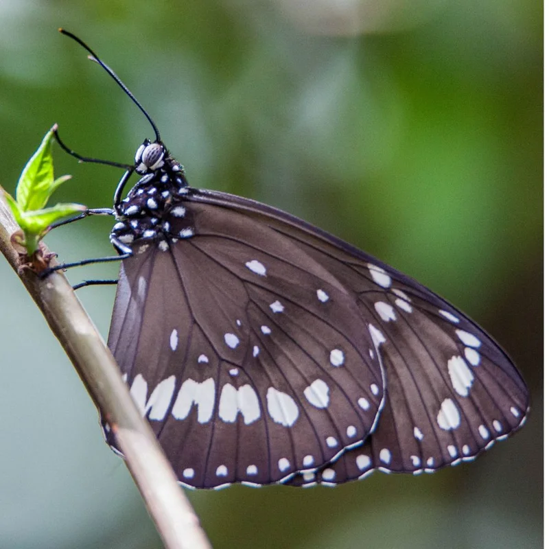 1000 x 1000 Common Crow butterfly  - Rod Edmonds.jpg