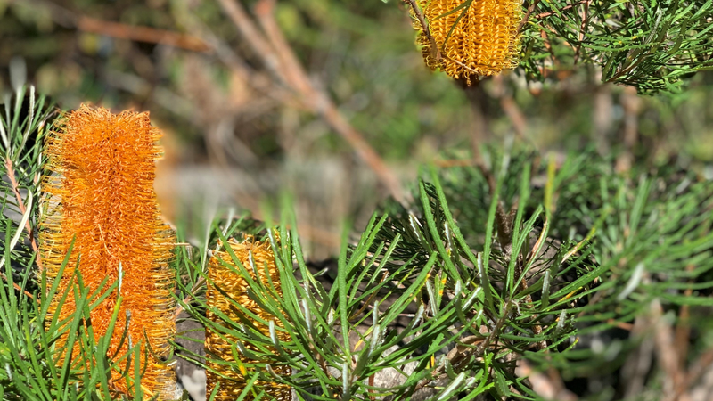 Botanic Gardens Week Guided Walks