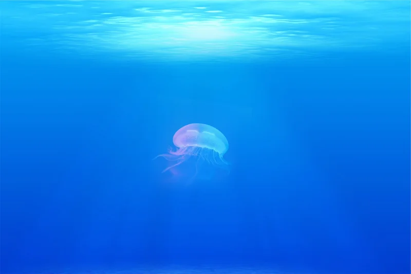 Jellyfish of the Sunshine Coast