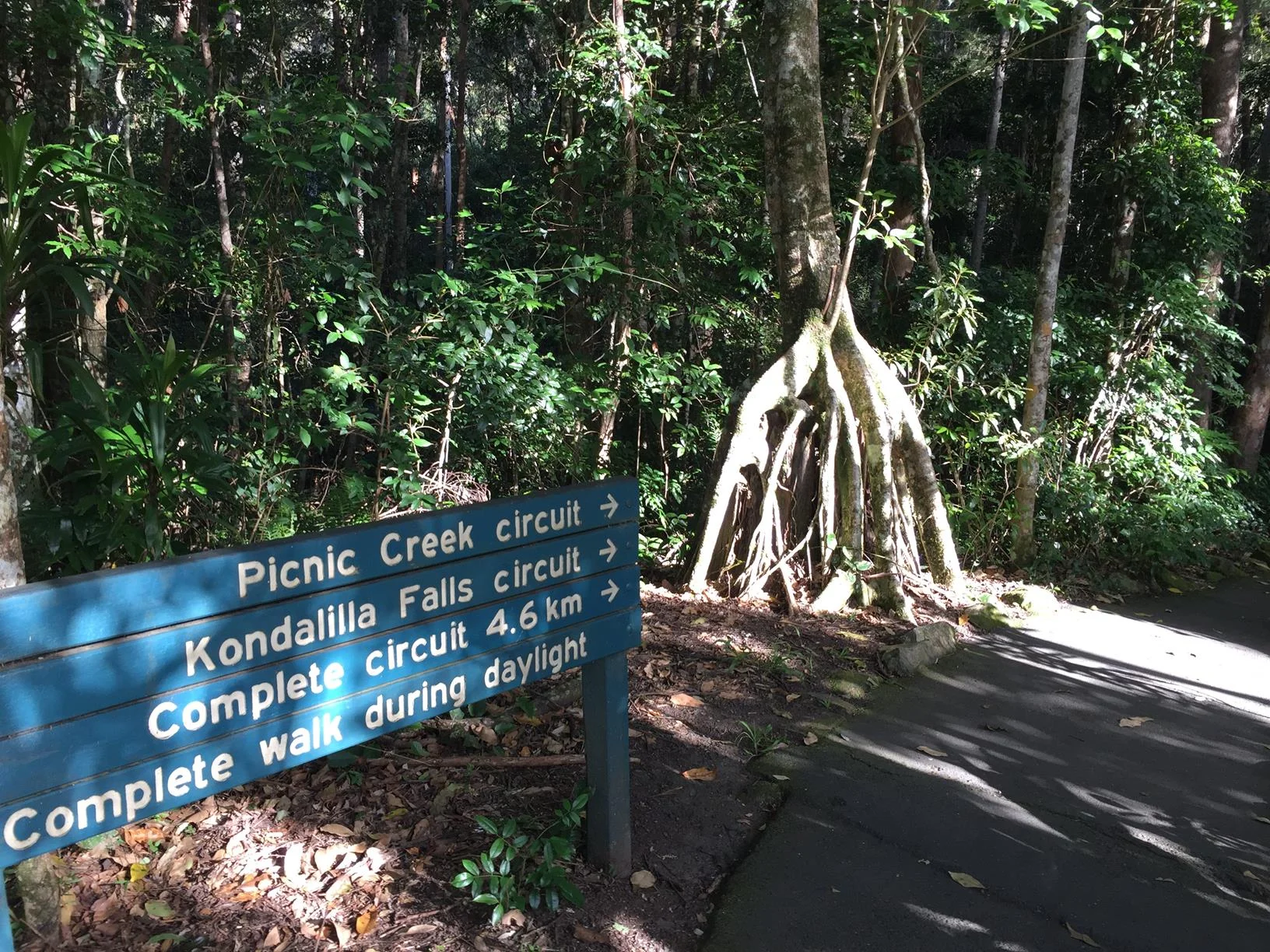 Kondalilla National Park Rock Pools Walk