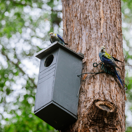 Nest box monitoring workshop