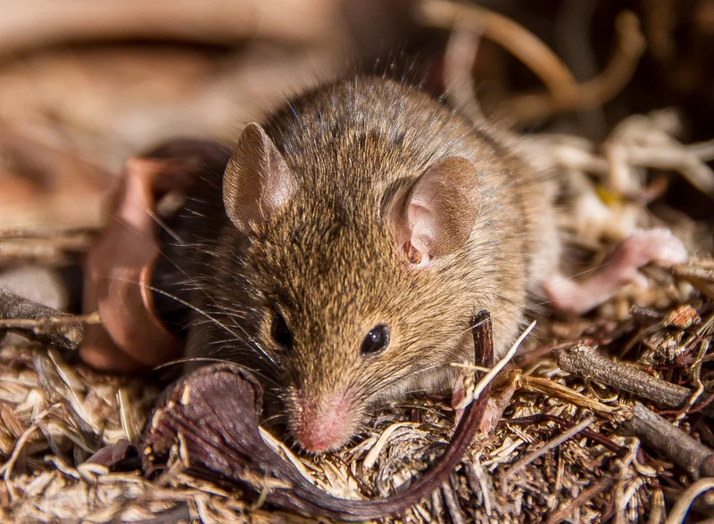 Native antechinus