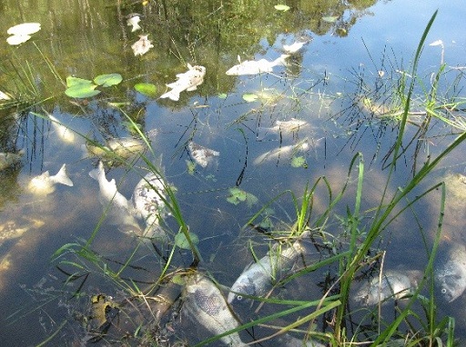Summer time increases chances of a fish kill