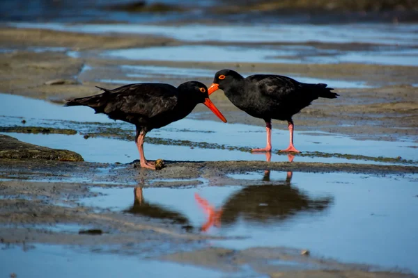 Meet our shorebirds