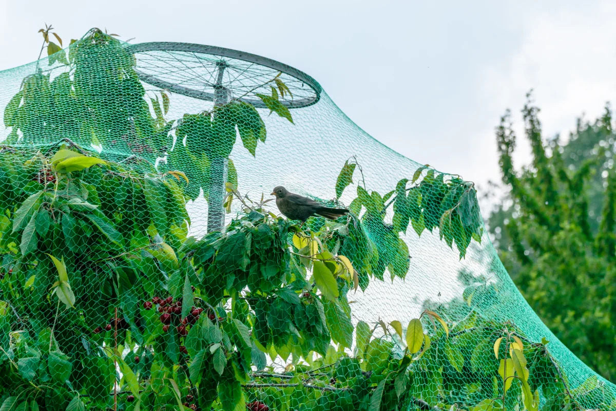 November gardening tips for the Sunshine Coast