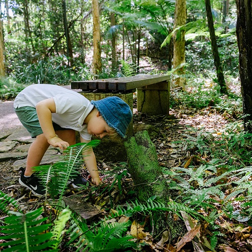 Young child exploring at the Maroochy Bushland Botanic Garden