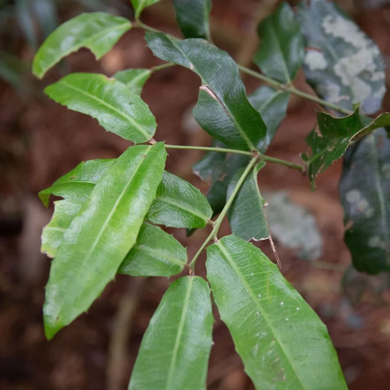 1000 x 1000-Large Leaf Wilkea.jpg