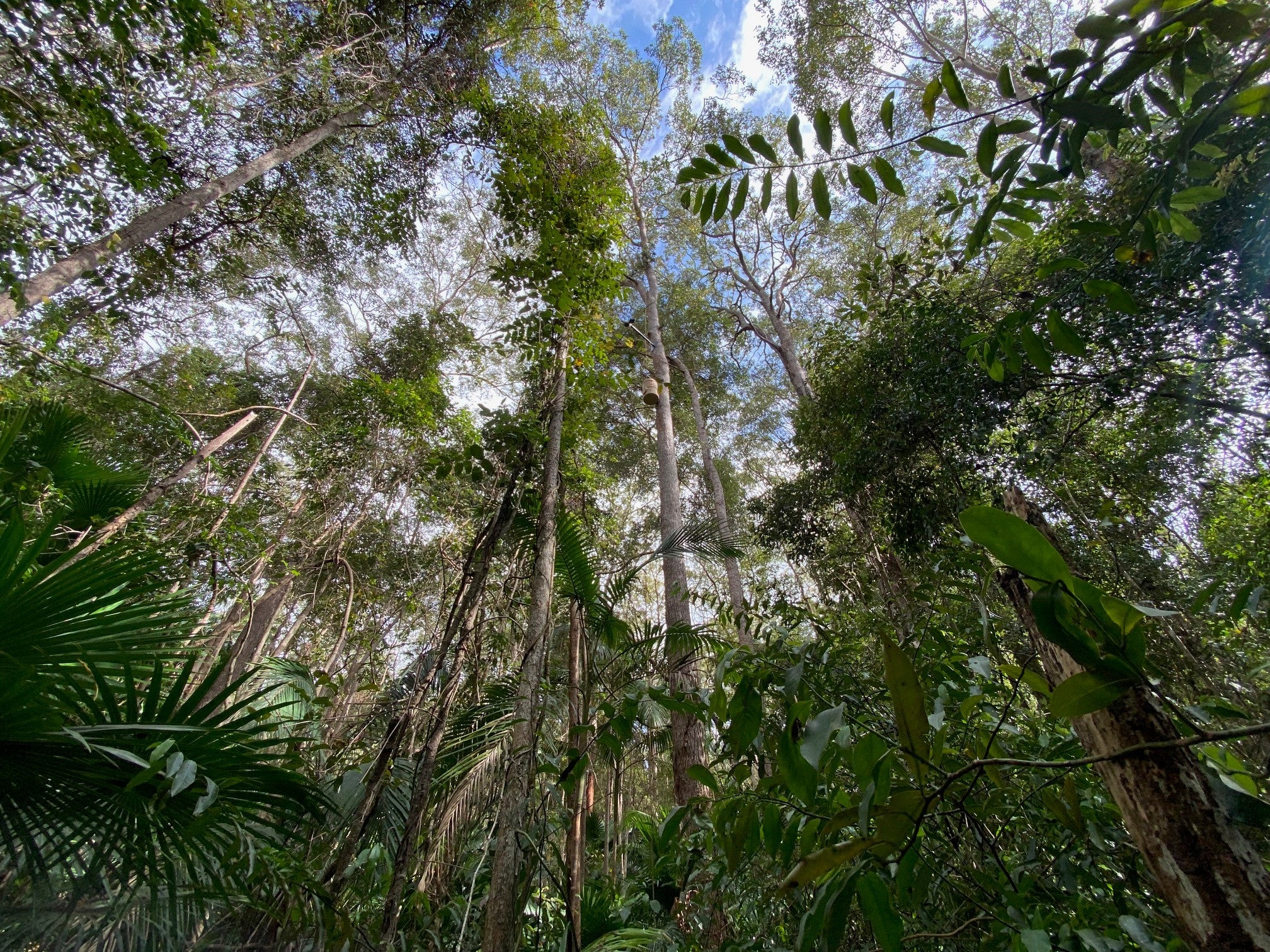 A tree canopy with a greater glider nesting box attached to a tall tree.