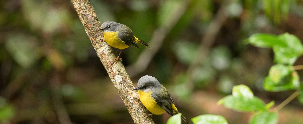 Eastern Yellow Robin