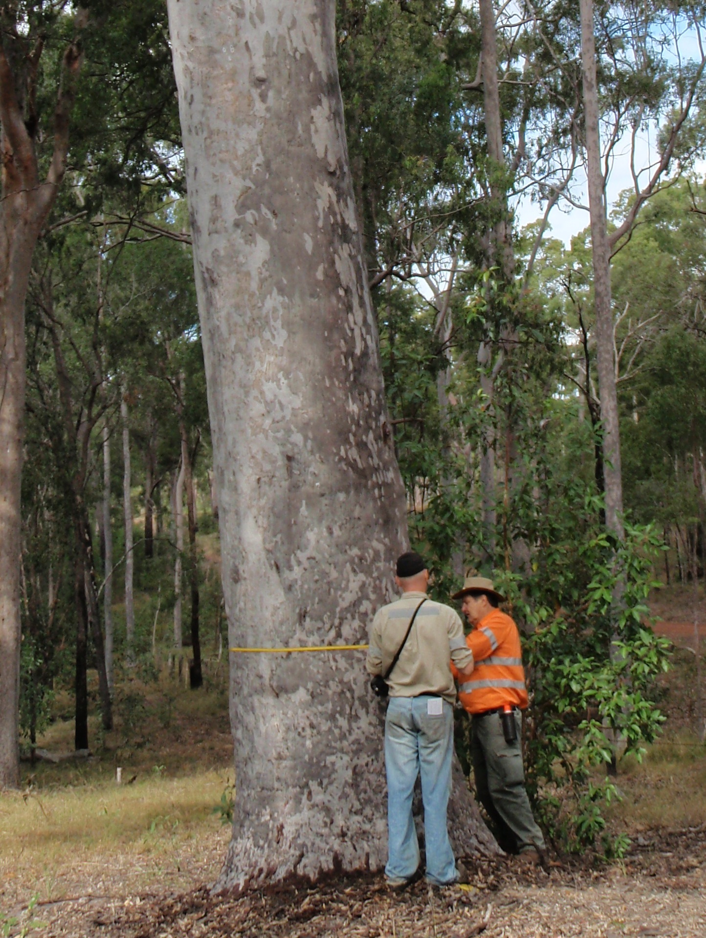 Private Forestry Service Qld