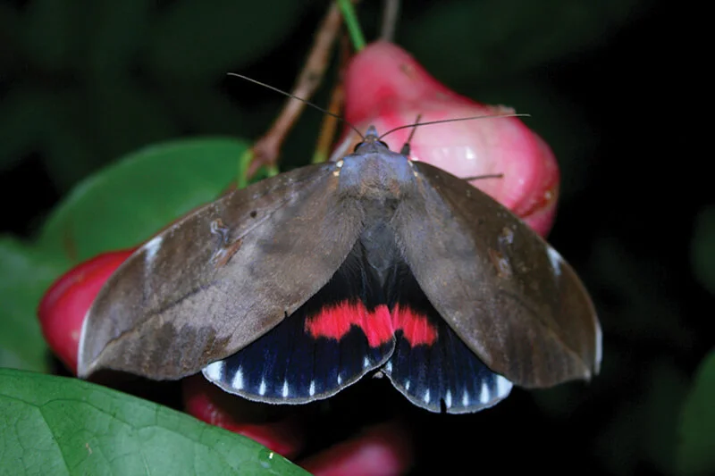 Presentation: Southern Pink Underwing Moth Habits and Habitats