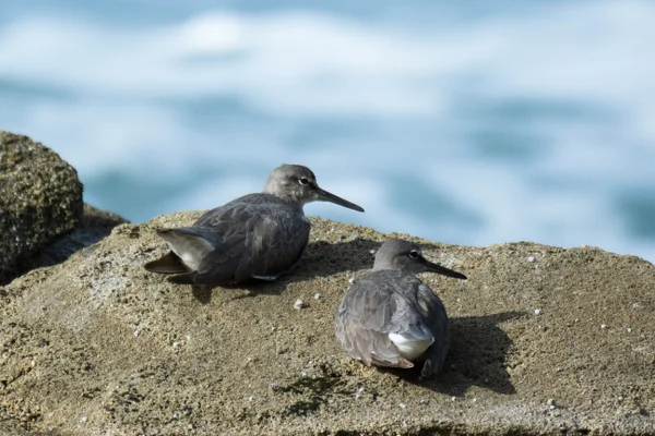 Shorebirds at Rocky Headlands