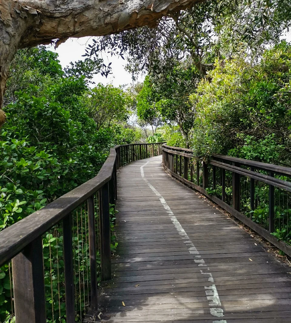 Coastal Pathway – Marcoola to Coolum Beach