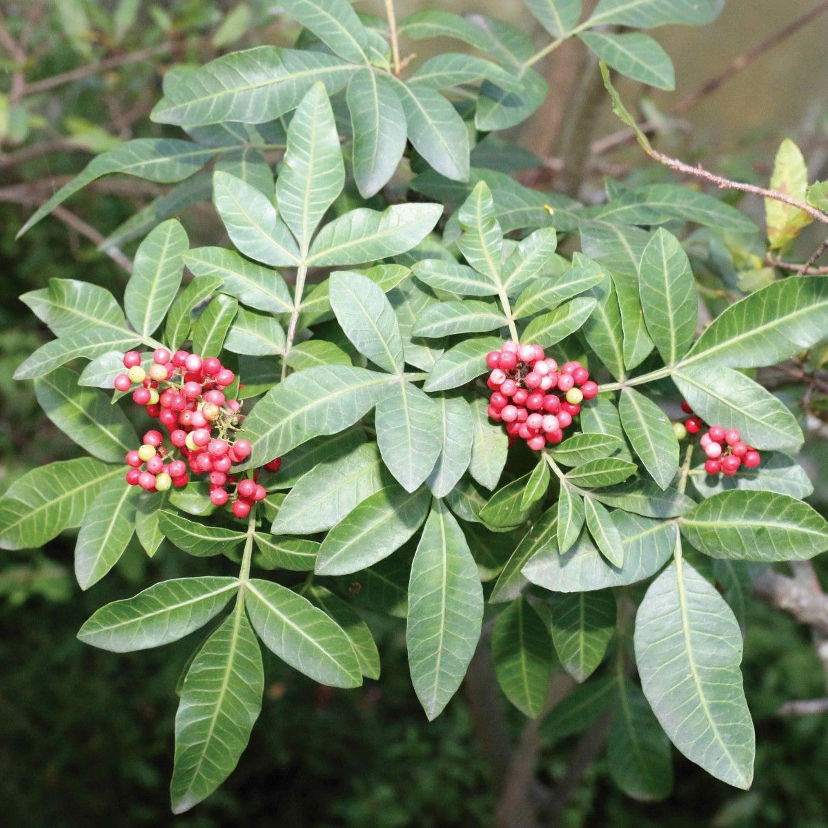 Broad leaved pepper tree.