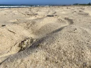The secret world of our beaches’ hidden ghosts