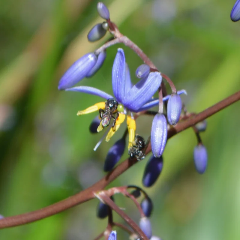 Flax lily - native bee - square - Lynelle Andrews.jpg