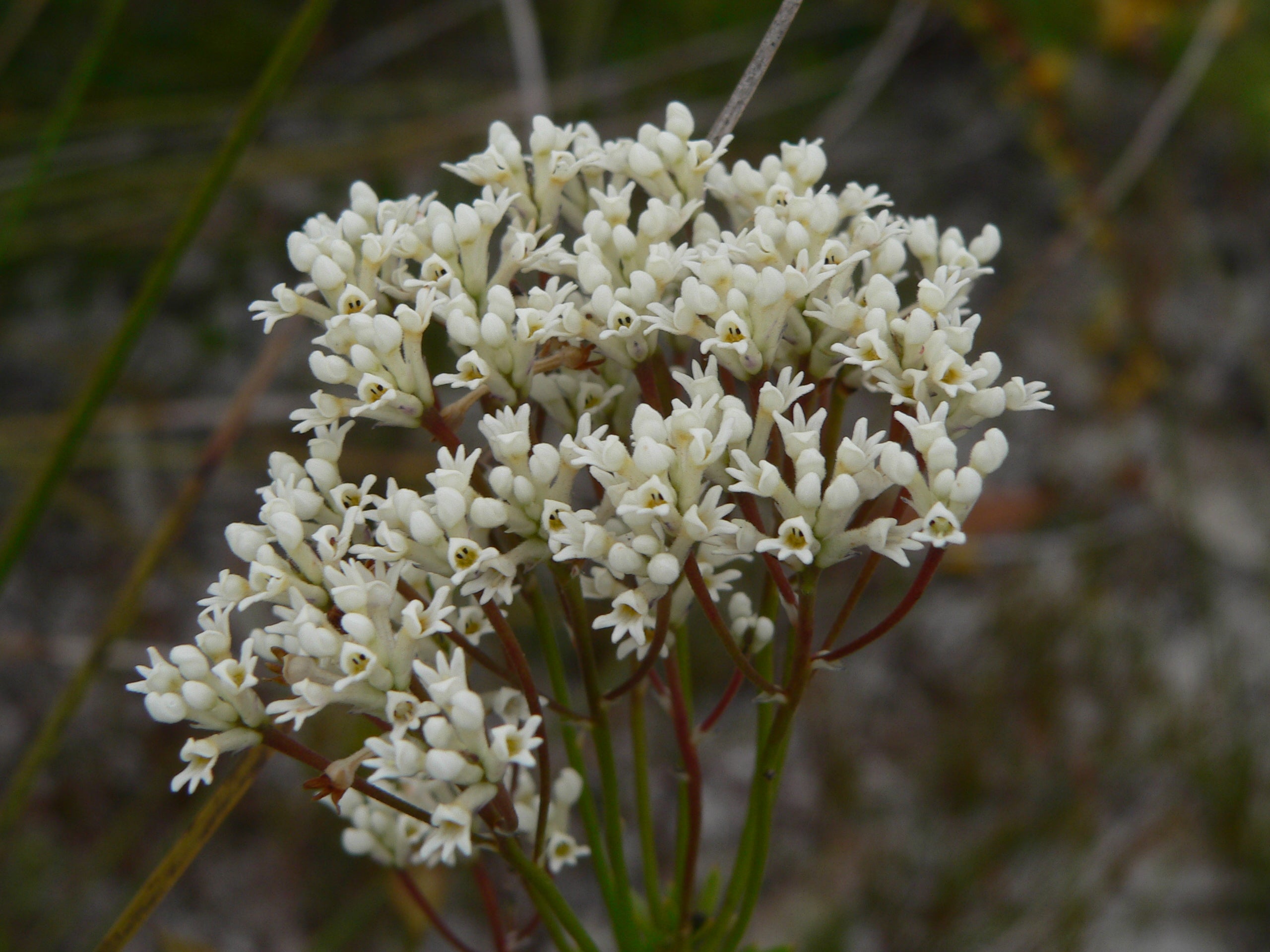 wildflowers
