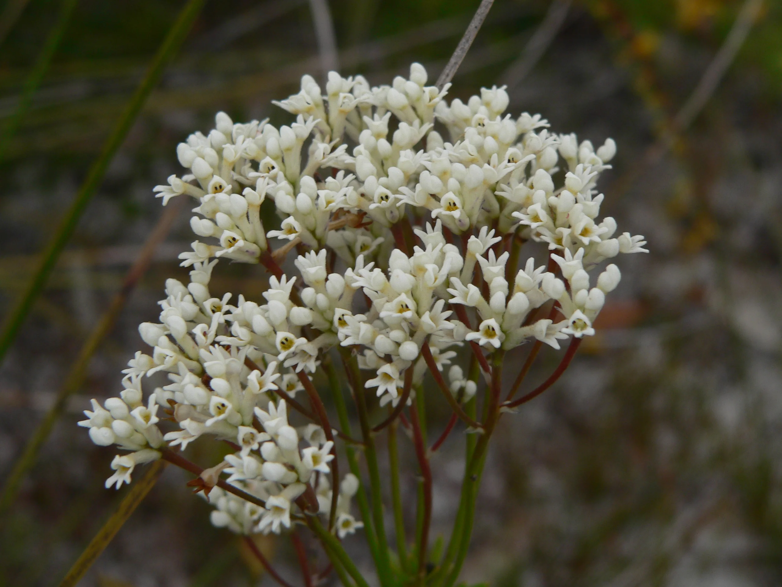 wildflowers