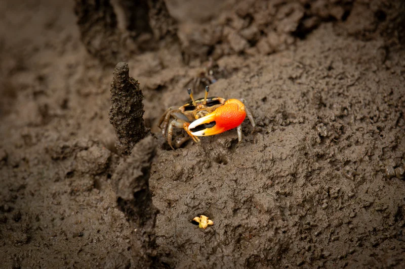 Budding photographer Kirby (aged 9) had an enjoyable morning at the sanctuary's crab platform for World Wetlands Day. However, it wasn't long before their grounds were covered with the fast-rising tide. He was even lucky enough to spot one of the local Mudskippers.