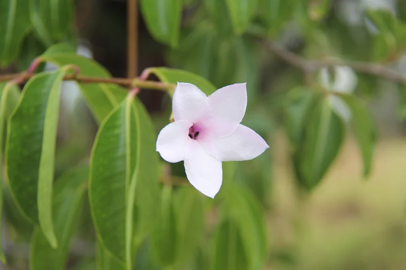 Rubber vine found on the Sunshine Coast