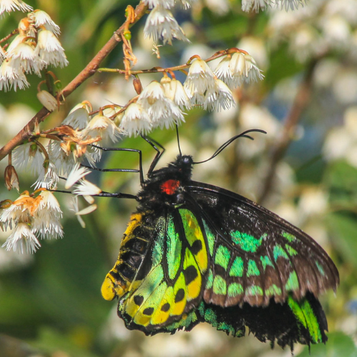 Richmond birdwing male on blueberry ash - Rod Edmonds.png