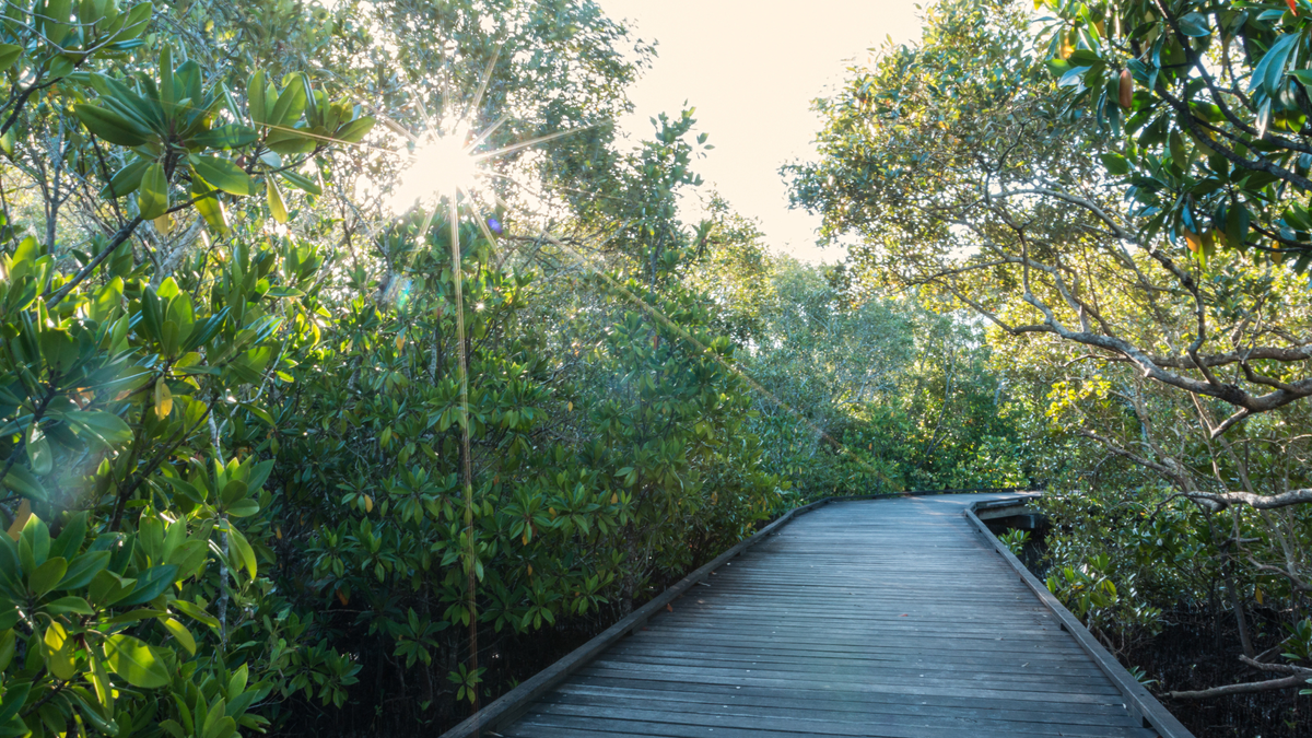 Maroochy Wetlands Sanctuary, Bli Bli