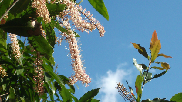 Macadamia ternifolia