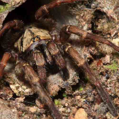 Trapdoor spider