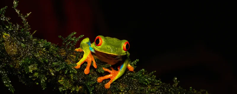 Friendly frog habitats