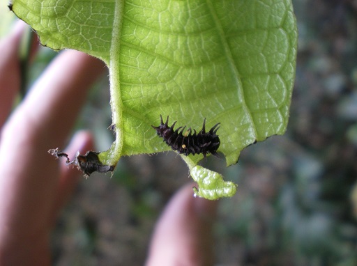 Richmond birdwing caterpillar