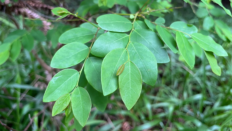 Coffee Bush, Breynia oblongifolia