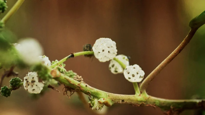 Native Mulberry, Pipturis argenteus