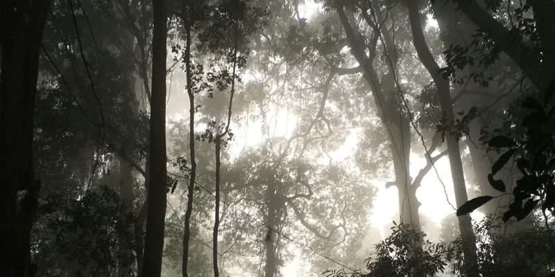 Cairncross Conversations: Rainforests Through Millennia