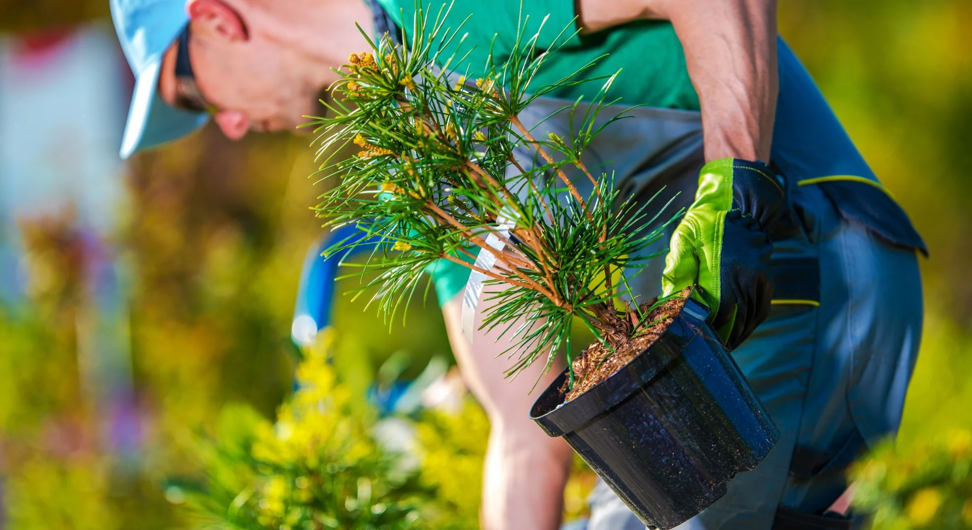 man planting trees