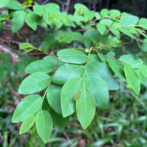 Coffee Bush Breynia oblongifolia square - SR.png