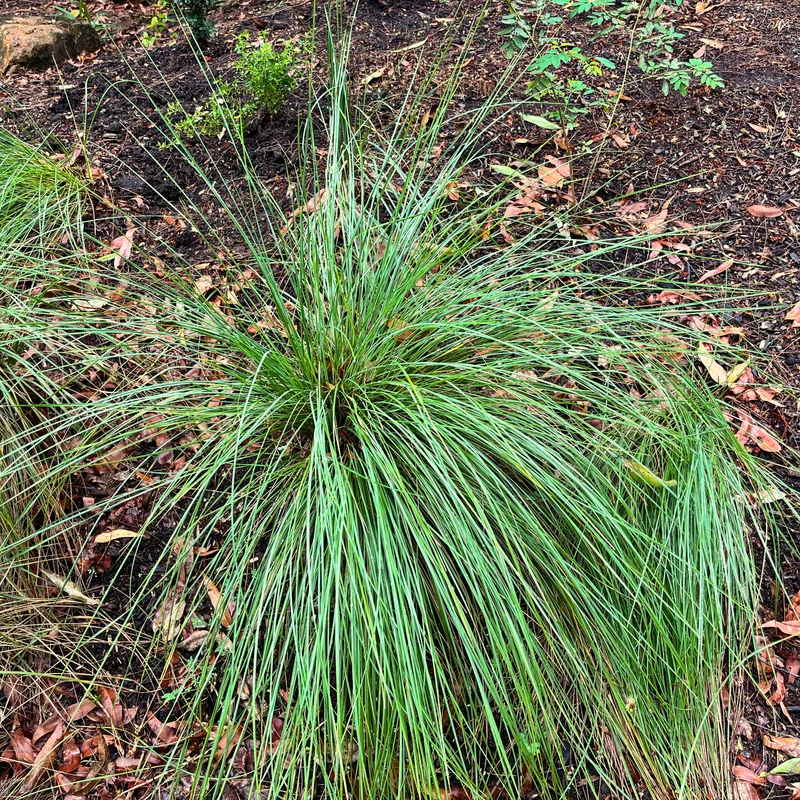 Tussock grass - square.jpg