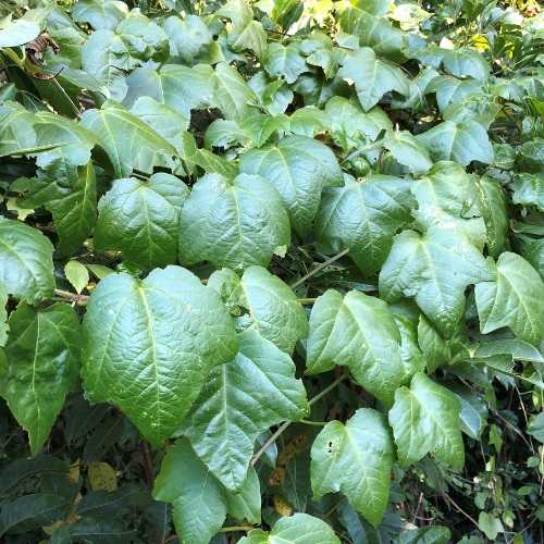 Red passion flower leaves square.png