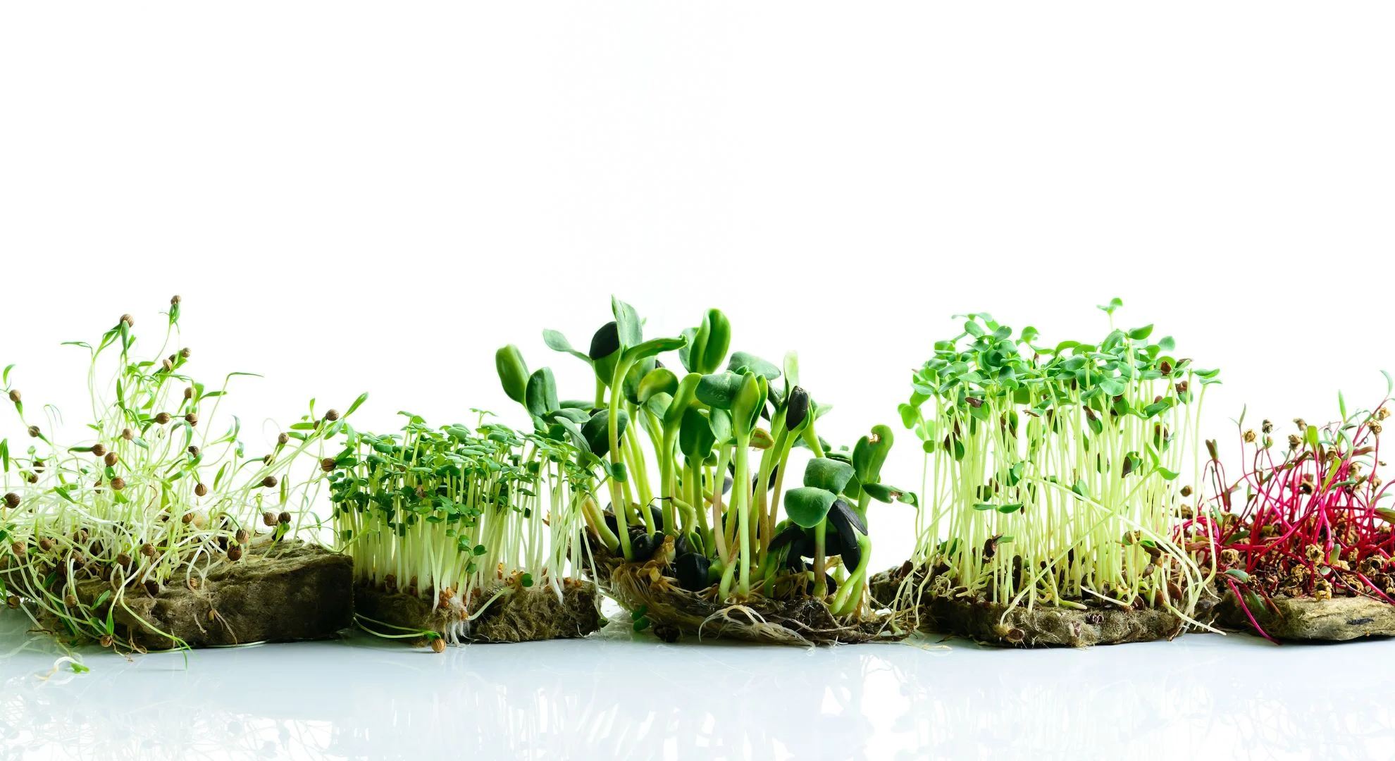 Microgreens