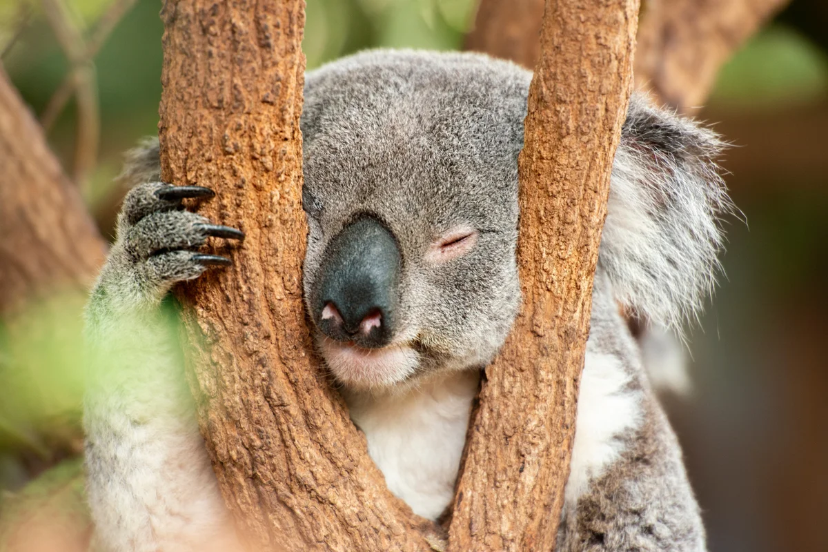 Koala conservation
