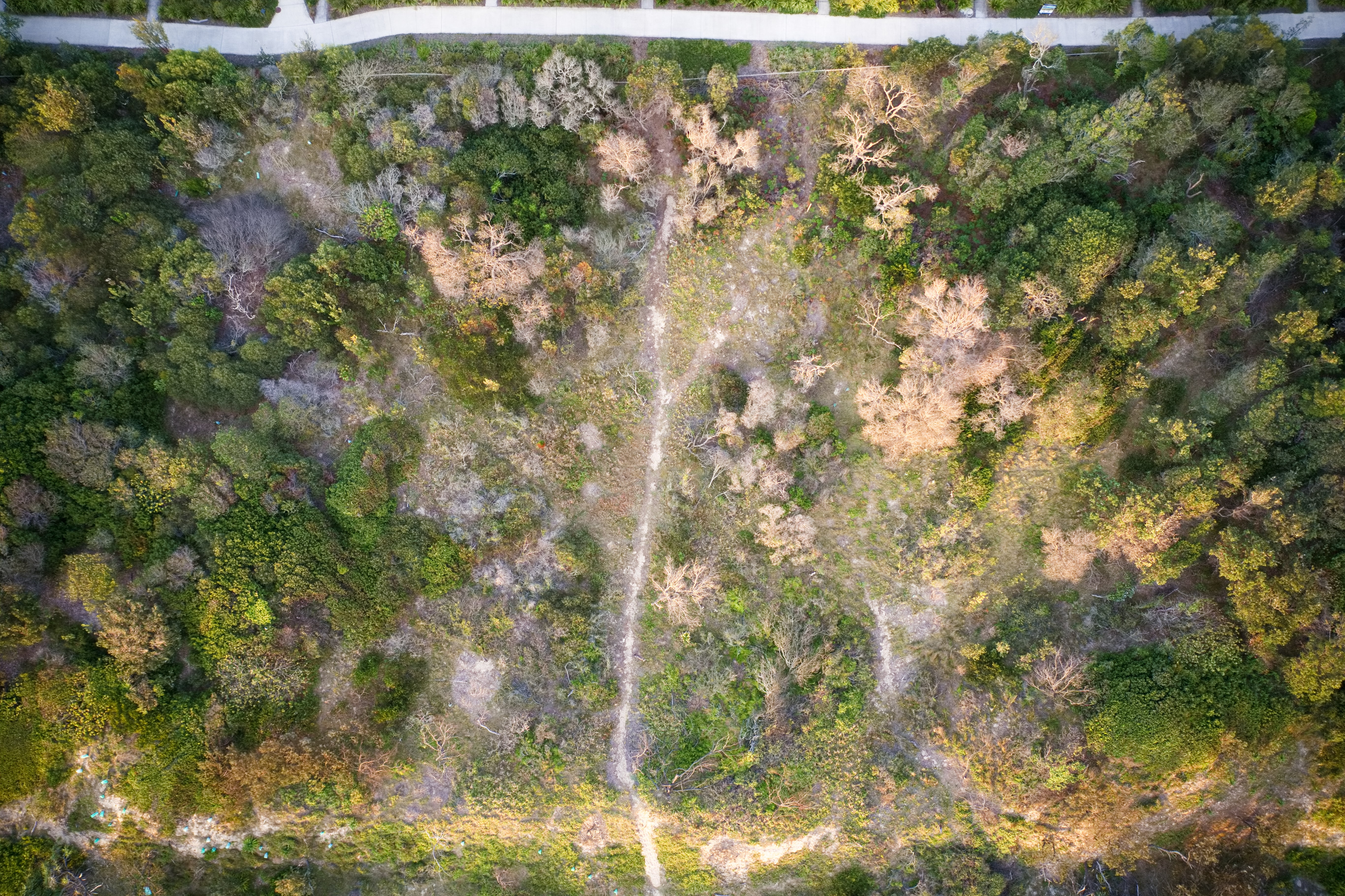 An aerial shot of one small section of damage to the dunes