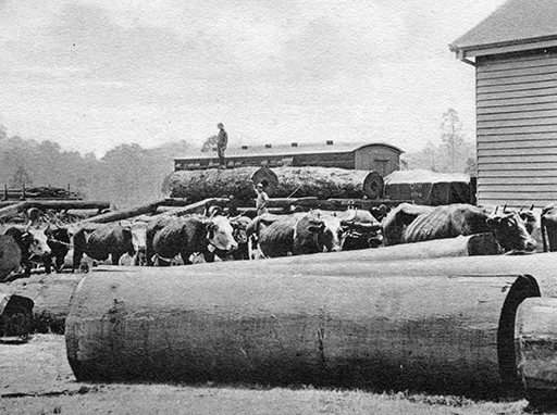Yandina