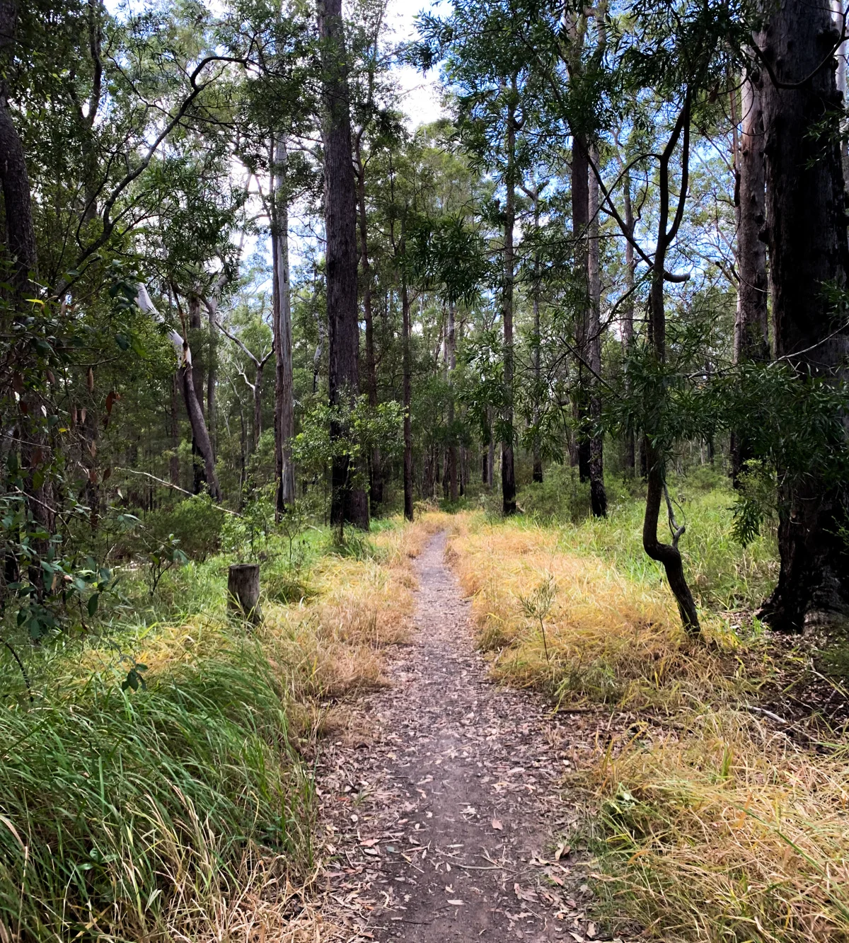 Dularcha National Park – Tunnel Track