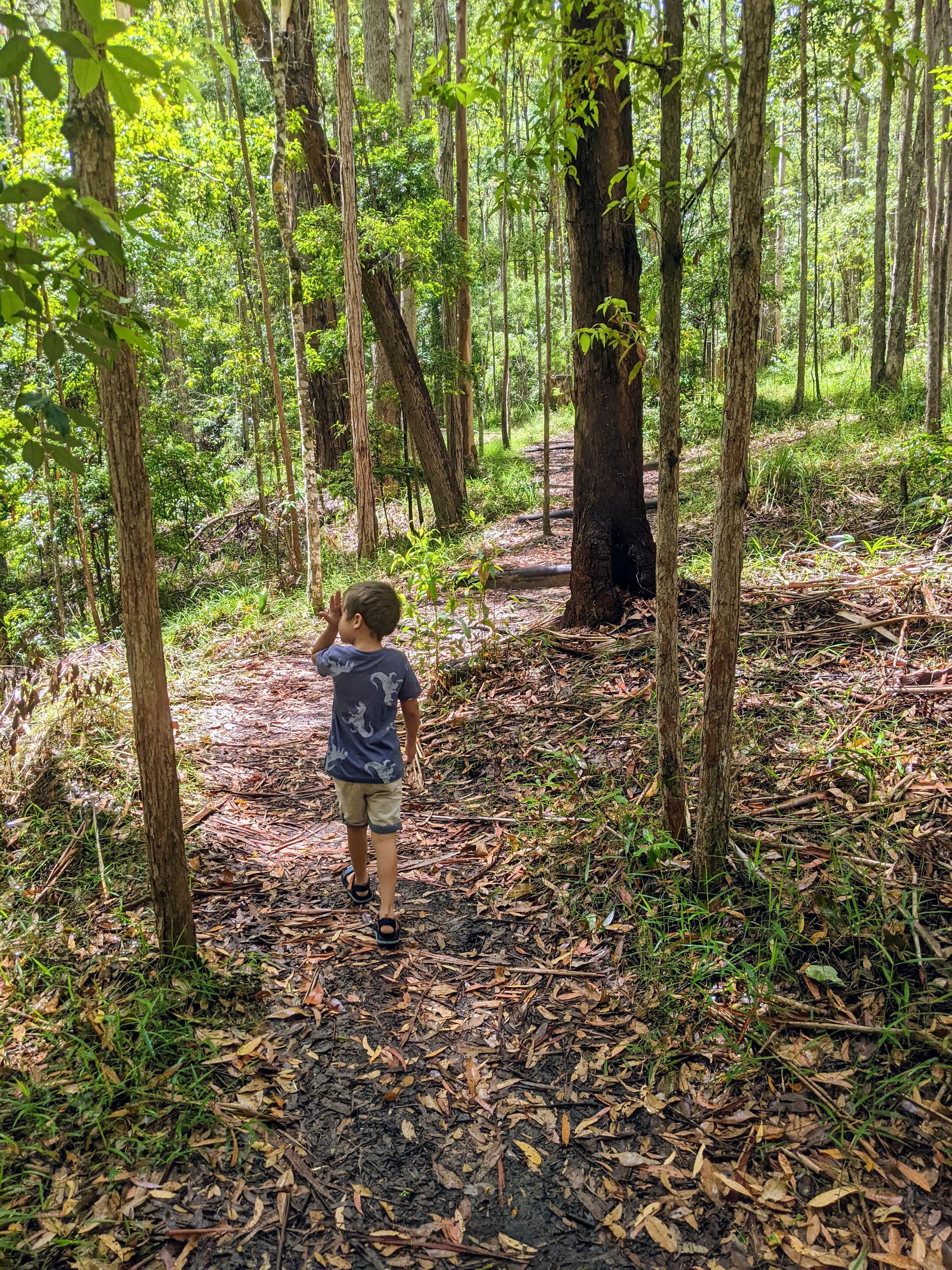 Maroochy Bushland Botanic Garden, Lagoon Walk 