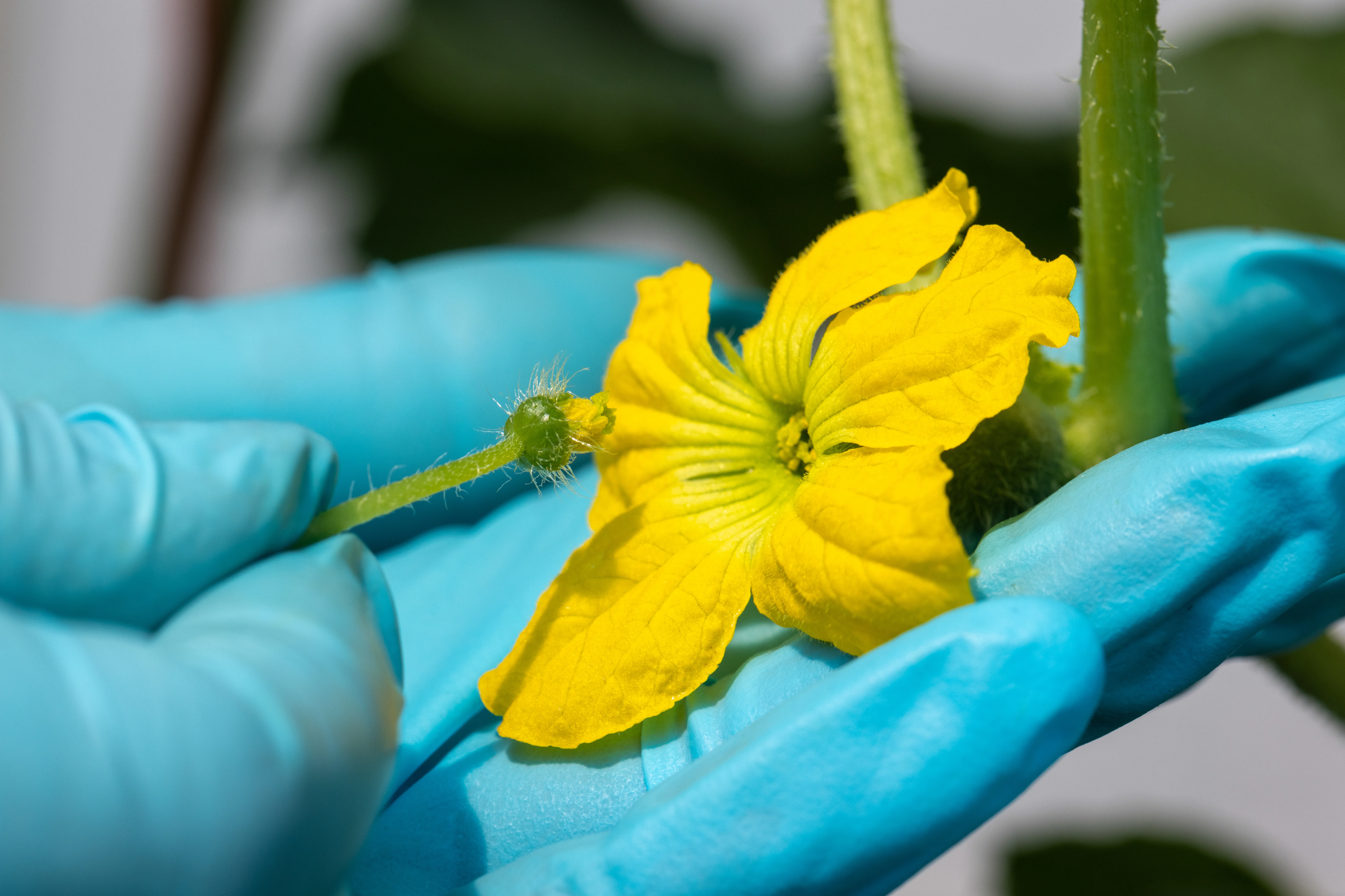 hand pollination