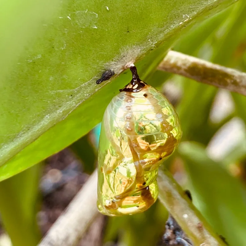 1000 x 1000 Common crow chrysalis  Currant Bush - Liz Capelin.jpg