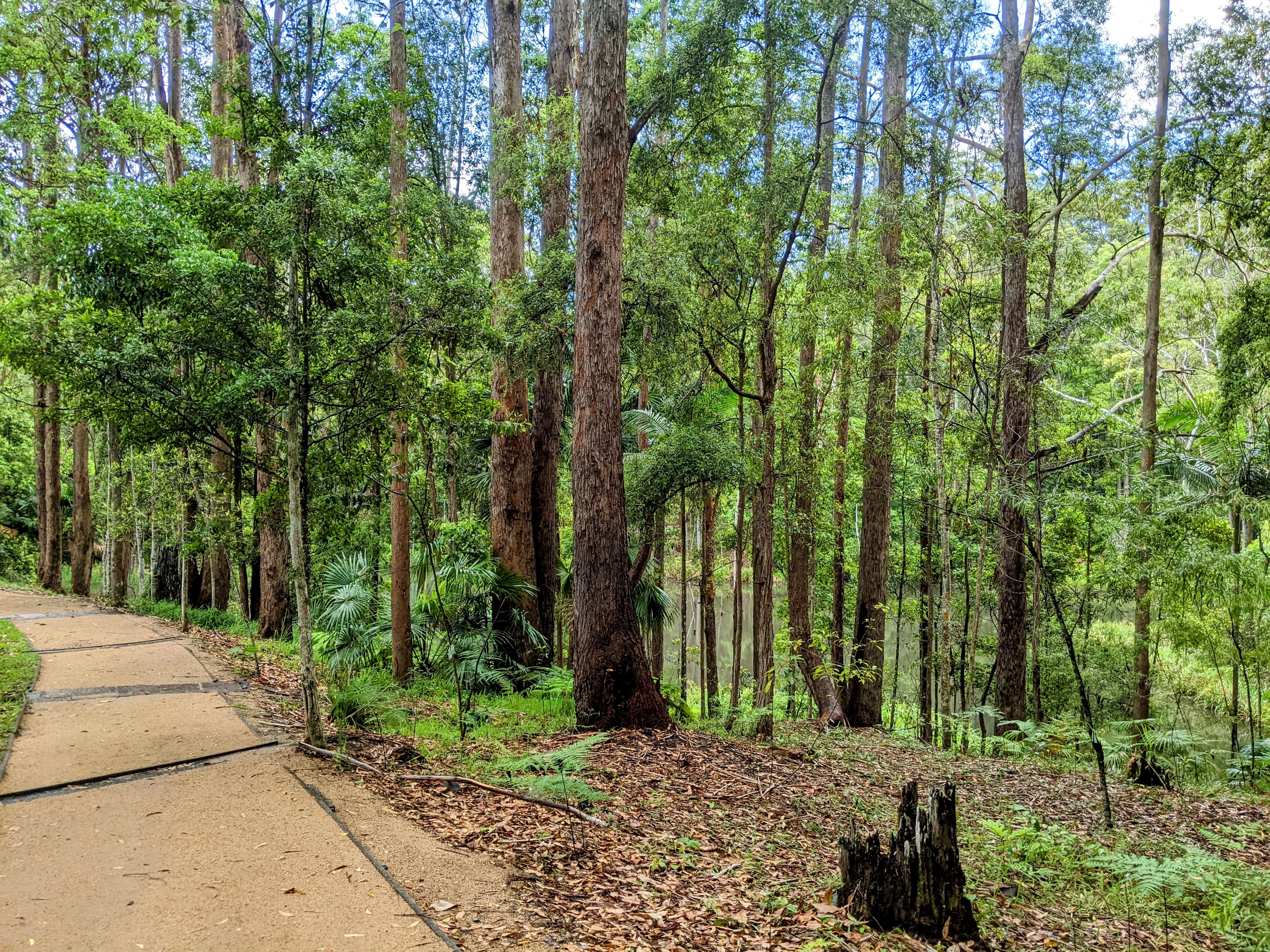 Maroochy Bushland Botanic Garden, Lagoon Walk 