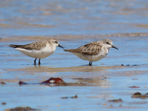 Shorebirds at Lower Maroochy River