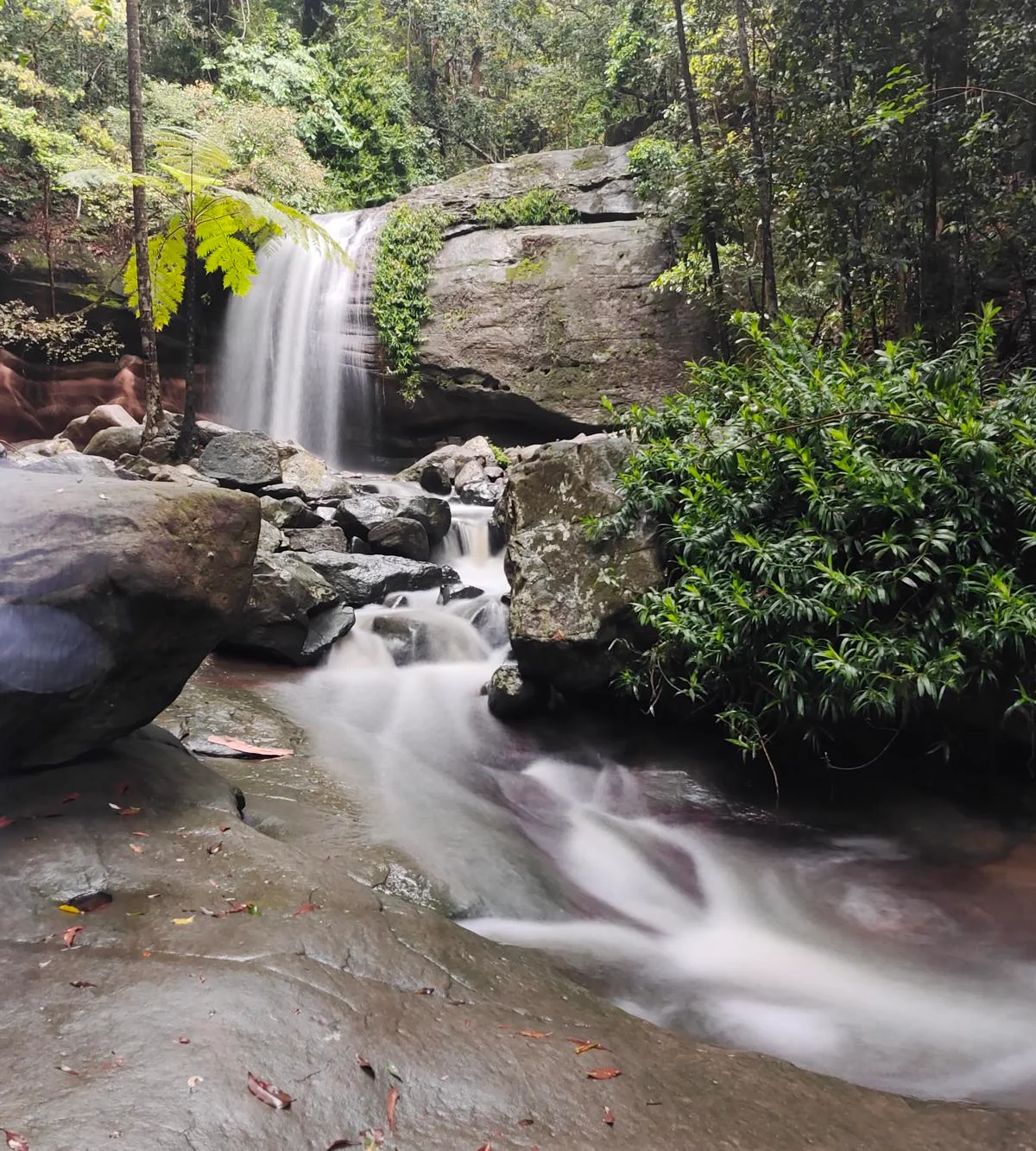 Buderim Forest Park - Falls Loop